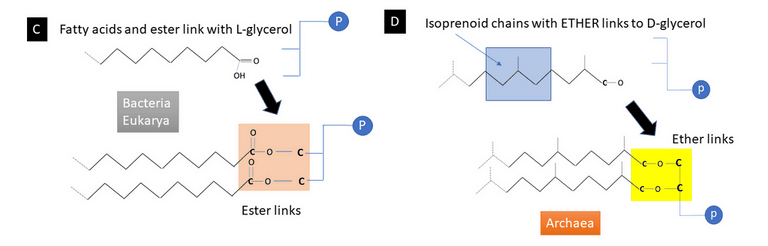 membrane; ether links; L-glycerol