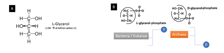 membrane L-Glycerol; archaeome; gut microbiome; ami-hd; brugere; archaea; archées; Methanomassiliicoccales; archaebiotics; TMAO; trimethylamine; methylamine; TMA