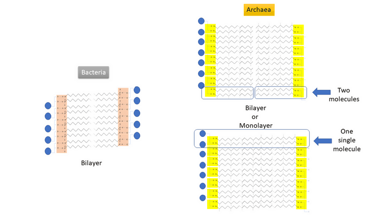 archaea-bacteria differneces membrane; archaeome; gut microbiome; ami-hd; brugere; archaea; archées; Methanomassiliicoccales; archaebiotics; TMAO; trimethylamine; methylamine; TMA