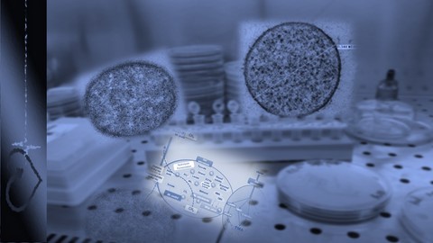 publication;archaeome; gut microbiome; ami-hd; brugere; archaea; archées; Methanomassiliicoccales; archaebiotics