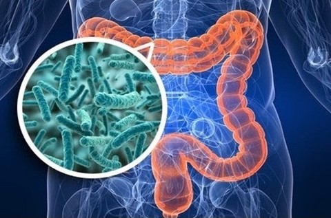 archaeome; gut microbiome; ami-hd; brugere; archaea; archées; Methanomassiliicoccales; archaebiotics