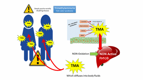 archaeome; gut microbiome; ami-hd; brugere; archaea; archées; Methanomassiliicoccales; archaebiotics; TMAO; trimethylamine; methylamine; TMA; cardiovascular disease; maladie cardiovasculaire