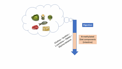 archaeome; gut microbiome; ami-hd; brugere; archaea; archées; Methanomassiliicoccales; archaebiotics