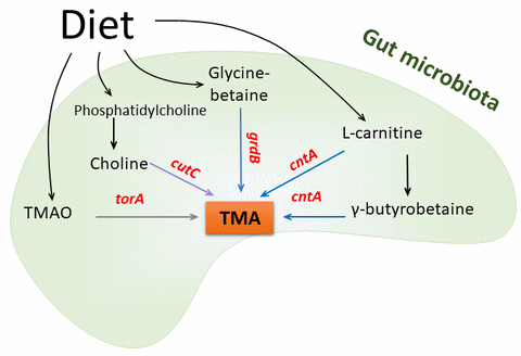 archaeome; gut microbiome; ami-hd; brugere; archaea; archées; Methanomassiliicoccales; archaebiotics; TMAO; trimethylamine; methylamine; TMA