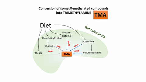 archaeome; gut microbiome; ami-hd; brugere; archaea; archées; Methanomassiliicoccales; archaebiotics