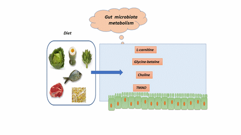 archaeome; gut microbiome; ami-hd; brugere; archaea; archées; Methanomassiliicoccales; archaebiotics