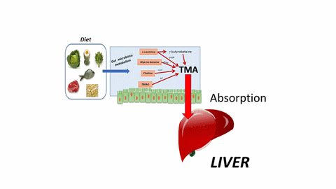 archaeome; gut microbiome; ami-hd; brugere; archaea; archées; Methanomassiliicoccales; archaebiotics