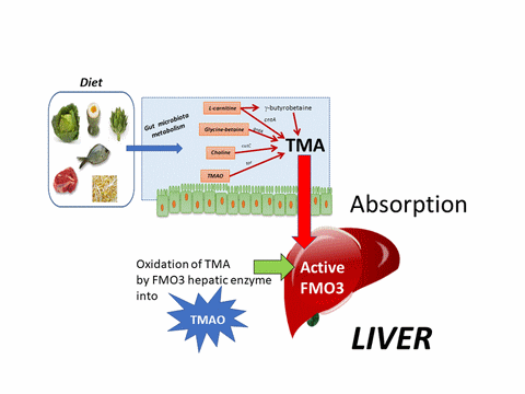 archaeome; gut microbiome; ami-hd; brugere; archaea; archées; Methanomassiliicoccales; archaebiotics