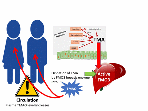 archaeome; gut microbiome; ami-hd; brugere; archaea; archées; Methanomassiliicoccales; archaebiotics