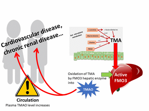 archaeome; gut microbiome; ami-hd; brugere; archaea; archées; Methanomassiliicoccales; archaebiotics